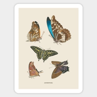 Butterflies Antique Naturalist Illustration Sticker